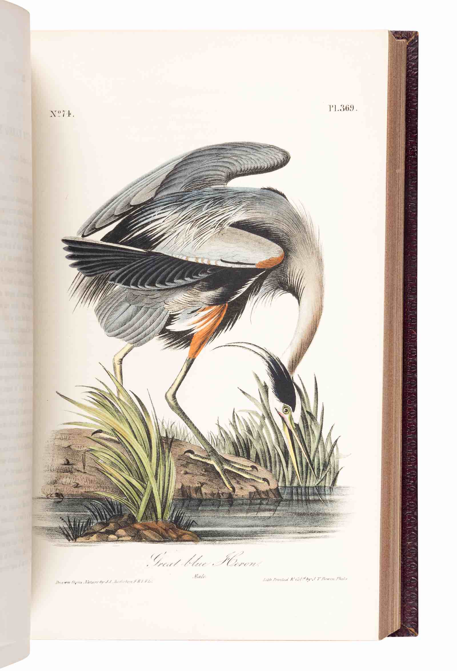 Audubon's The Birds of America