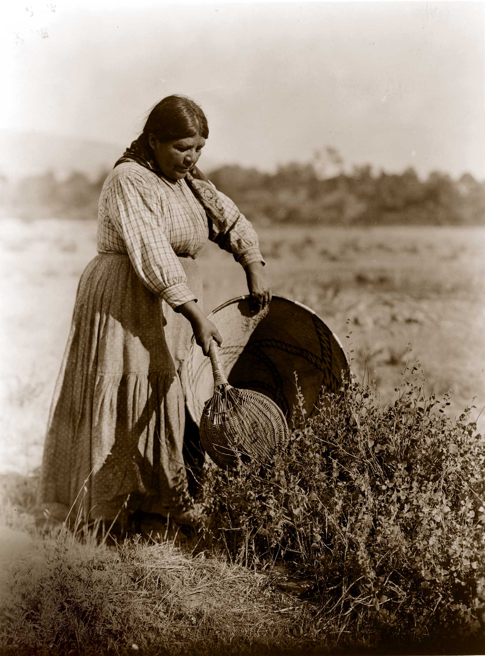 Gathering Seeds—Coast Pomo
