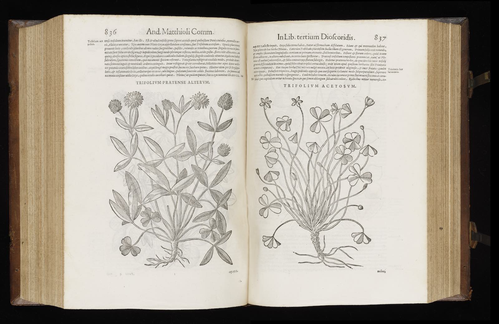 Commentarii in sex libros Pedacii Dioscoridis Anazarbei de medica materia (Commentary on the six books of Dioscorides’s 'On medical material') Venice: Vincenzo Valgrisi, 1565