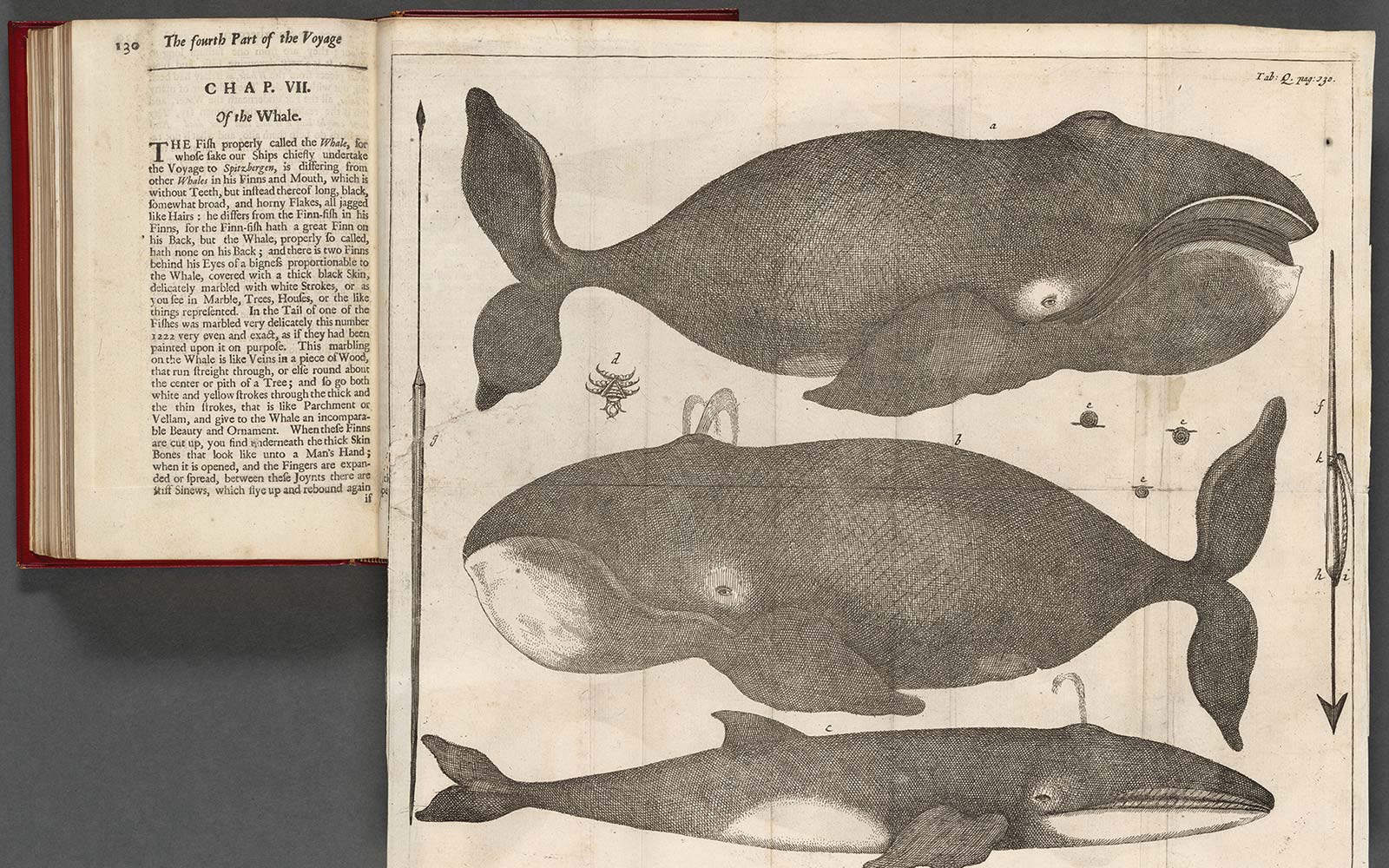A fold-out engraving conveys the colossal scale of whales
